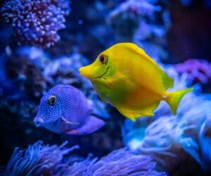 10 datos interesantes sobre los pingüinos Adelia